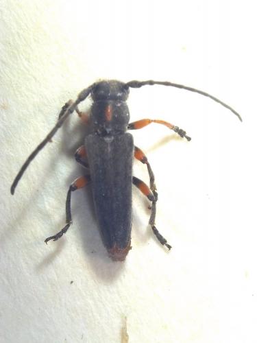Phytoecia pustulata